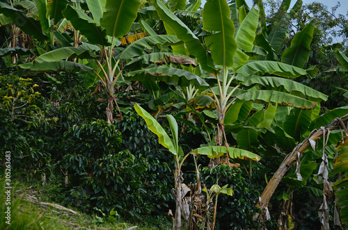Coffee plantation with banana plants.