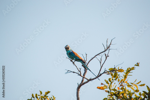 Abyssinian roller on a branch