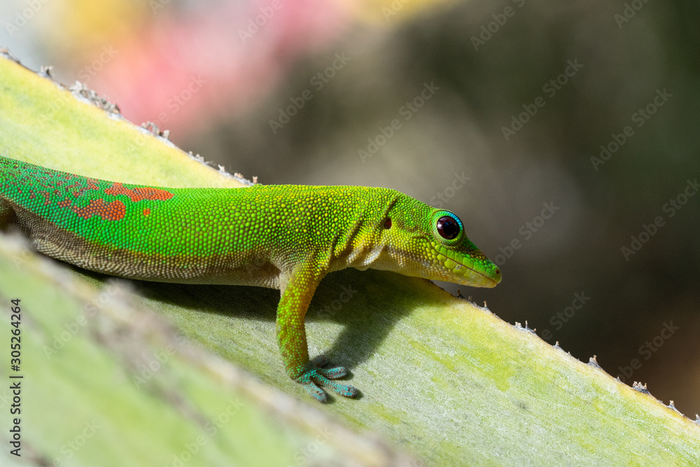 gecko vert