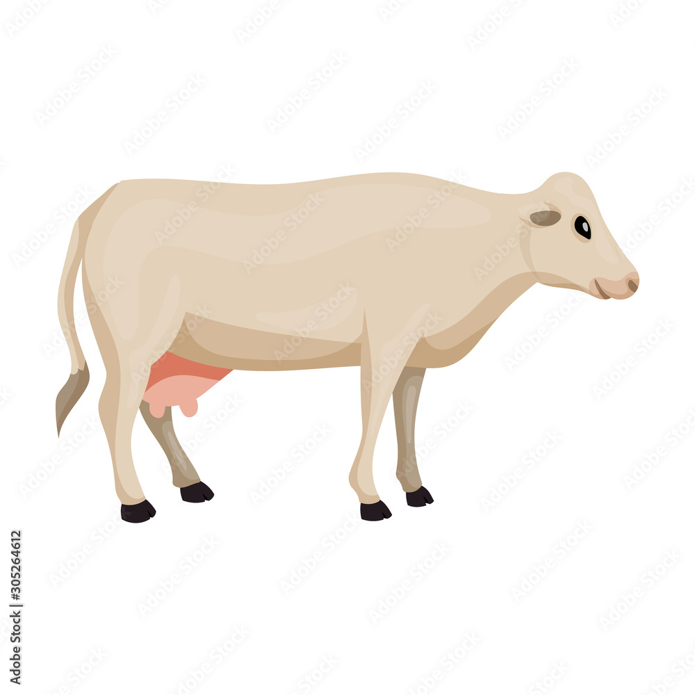 Cow of animal vector icon.Cartoon vector icon isolated on white background cow of animal. Cow of animal vector icon.Cartoon vector icon isolated on white background cow of animal.