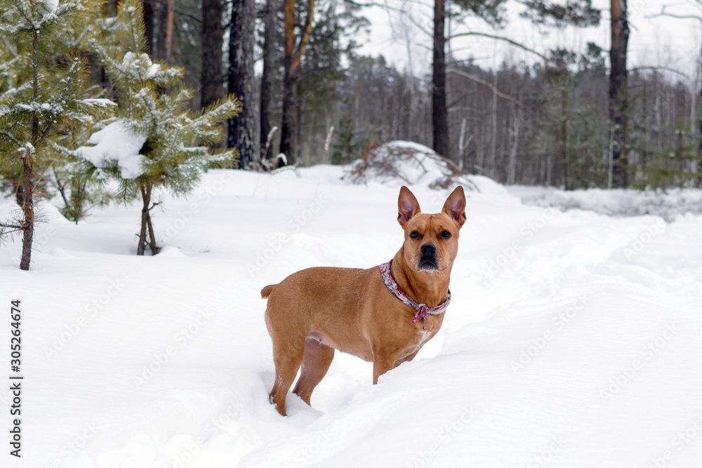 American Staffordshire terrier is walking on a snow in winter forest.