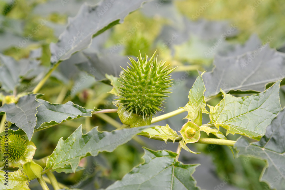 The green fruits of the durman Indian (harmless) (Datura inoxia Mill.) The green fruits of the durman Indian (harmless) (Datura inoxia Mill.)