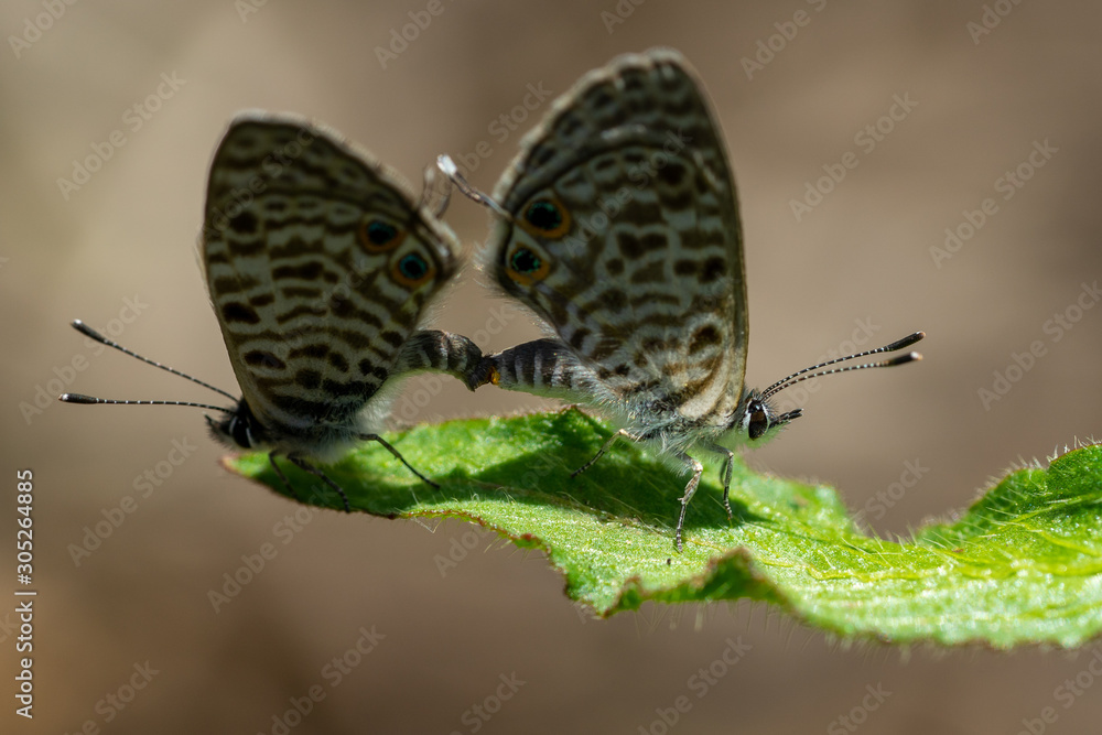 Obraz premium Papillon en accouplement à la saison des amours