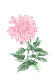 pink Chrysanthemum flower and green leaes, isolated on white background. Digital hand draw and paint, water color.