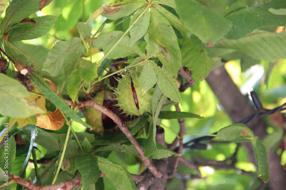 chestnut south tyrol leaves green