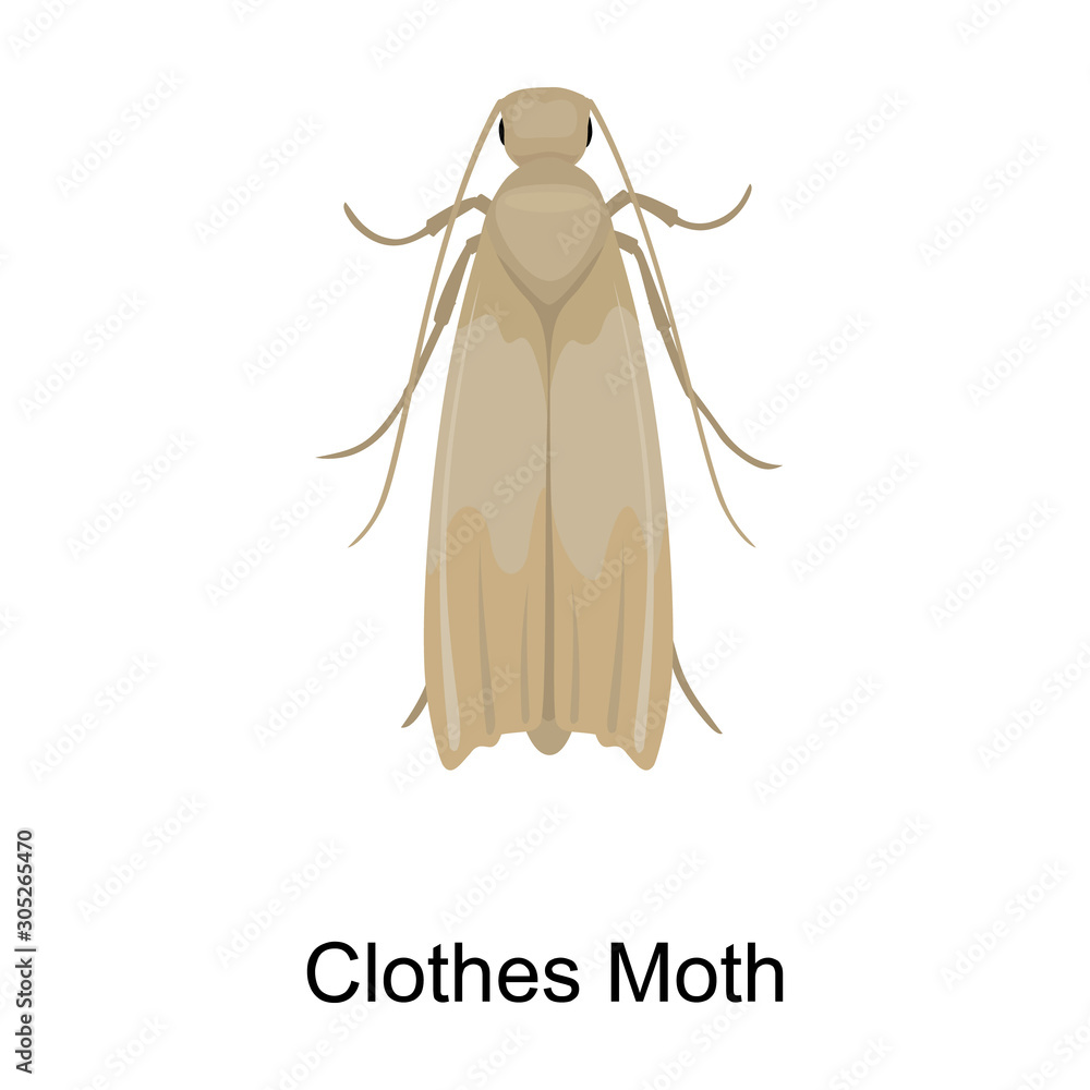 Clothes moth vector icon.Cartoon vector icon isolated on white background clothes moth.