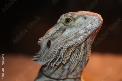 a bearded dragon on a rock photo