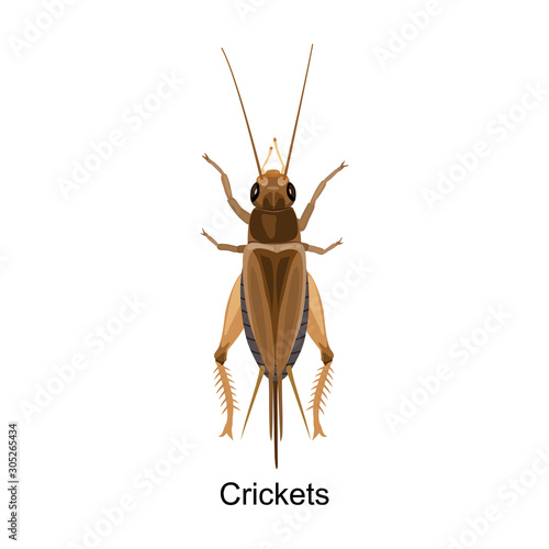 Grasshopper vector icon.Cartoon vector icon isolated on white background grasshopper.