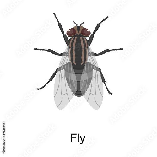 Insect fly vector icon.Cartoon vector icon isolated on white background insect fly.