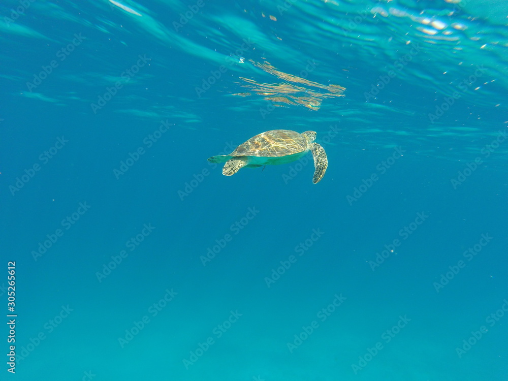 fish in water fish in water