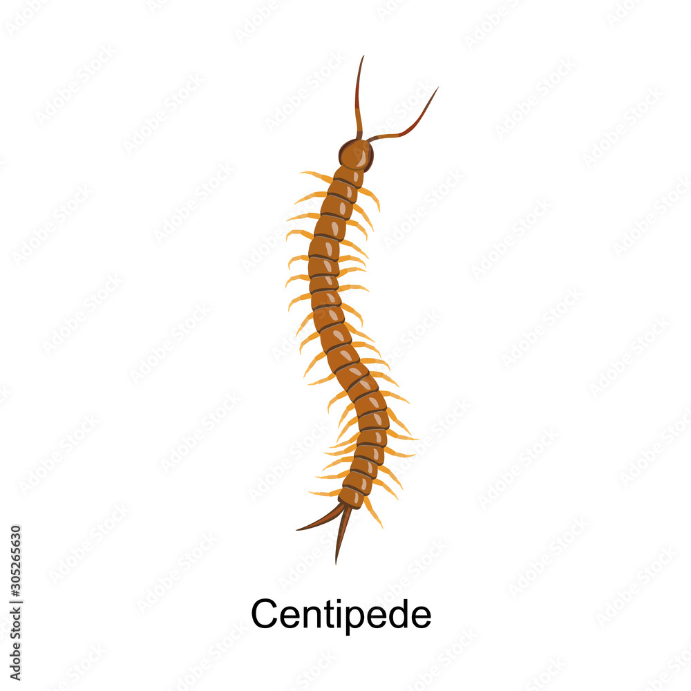 Centipede vector icon.Cartoon vector icon isolated on white background centipede . Centipede vector icon.Cartoon vector icon isolated on white background centipede .