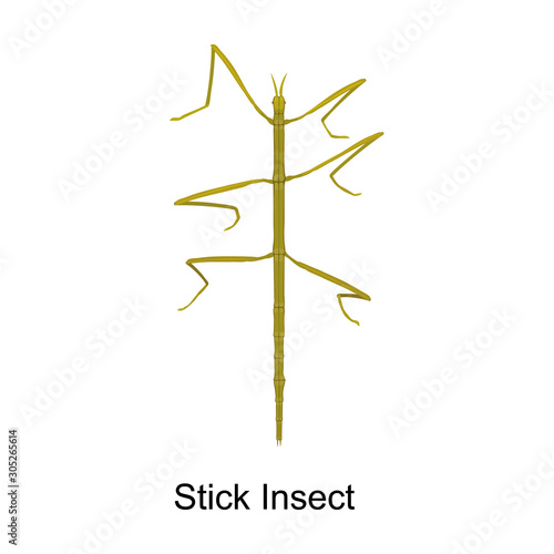 Stick insect vector icon.Cartoon vector icon isolated on white background stick insect.