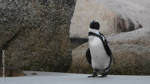 African penguin beak cleans feathers. African penguin ( Spheniscus demersus) also known as the jackass penguin and black-footed penguin. South Africa