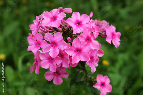 Phlox paniculata on a sunny summer day