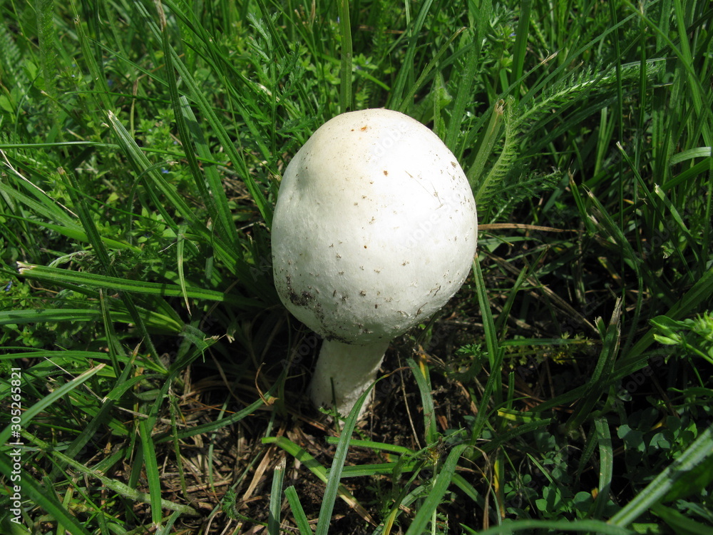 Mushroom Mushroom