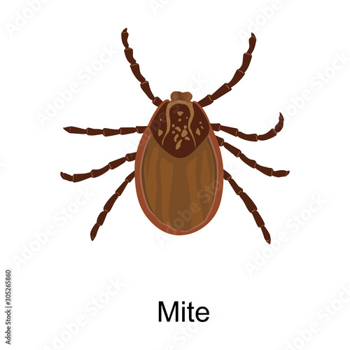 Mite vector icon.Cartoon vector icon isolated on white background mite.