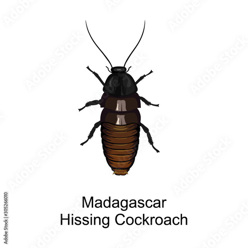 Cockroach insect vector icon.Cartoon vector icon isolated on white background cockroach insect.