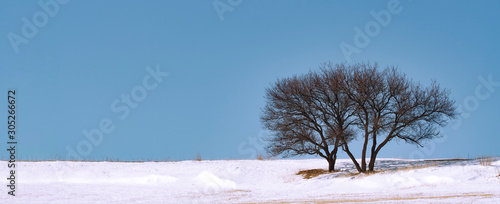 Winter landscape. White snow above tree. panorama
