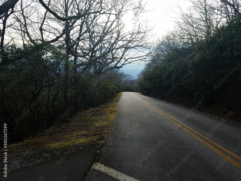 road in the forest