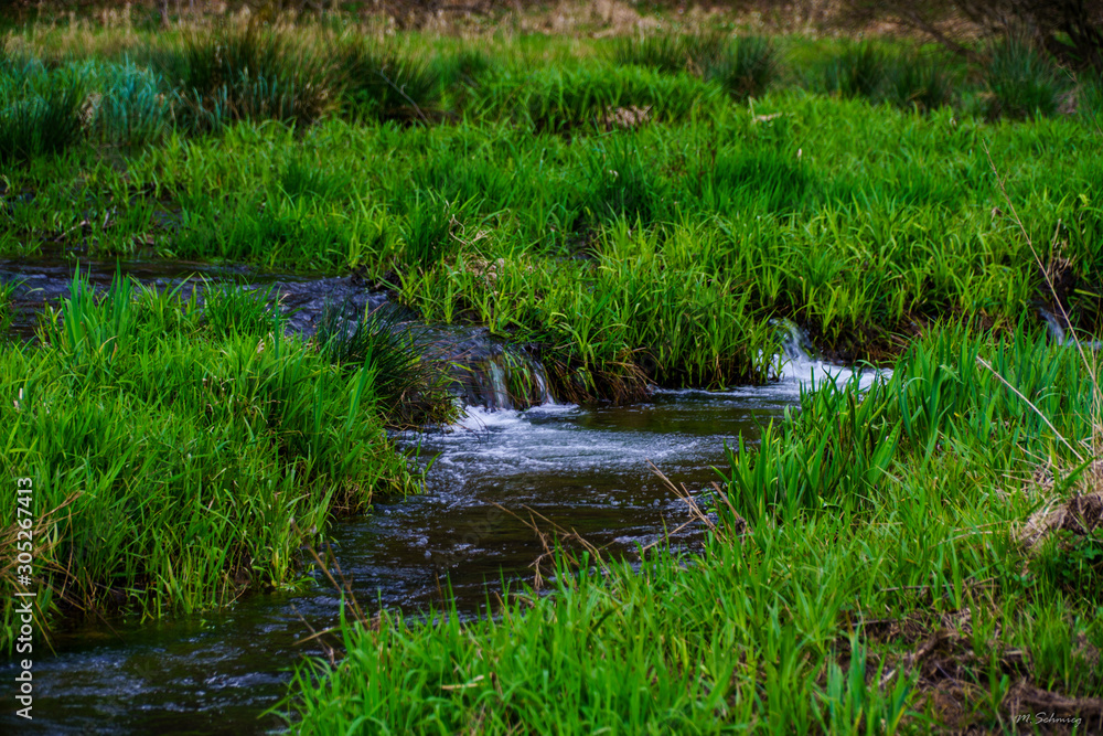 river in the forest river in the forest