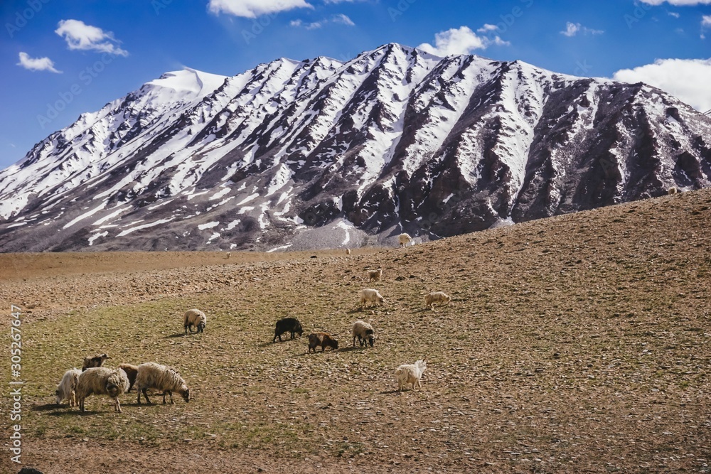 Livestock Kashmir goats  in beautiful  landscape with snow peaks and blue sky background,North India.