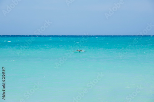 Beautiful view of cute pelican bird skimming over turquoise water of Atlantic ocean on blue sky background. 