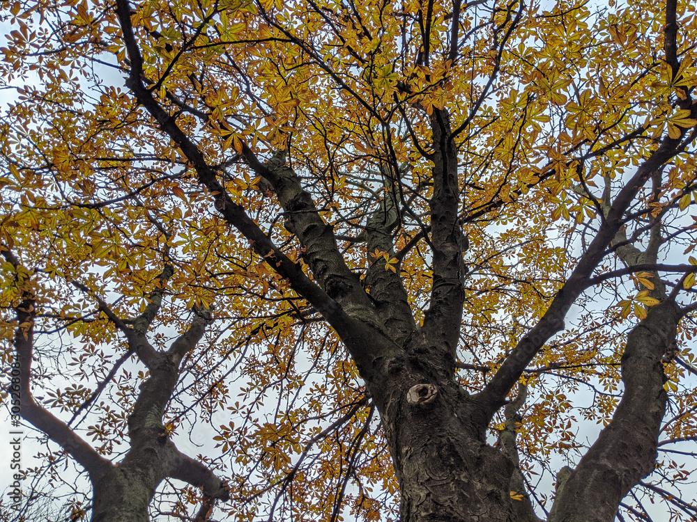 Großer Baum im Herbst mit vielen bunt gefärbten Blättern Großer Baum im Herbst mit vielen bunt gefärbten Blättern