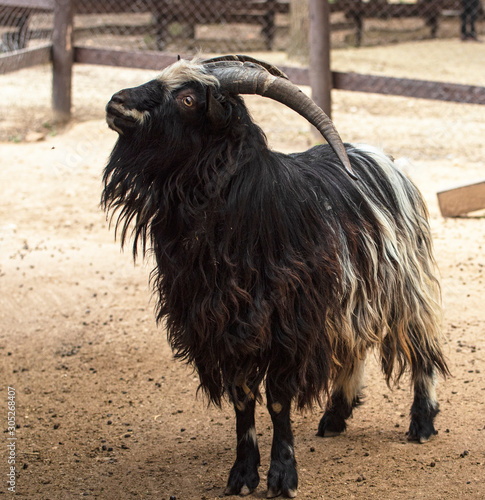 Nice black goat in the park