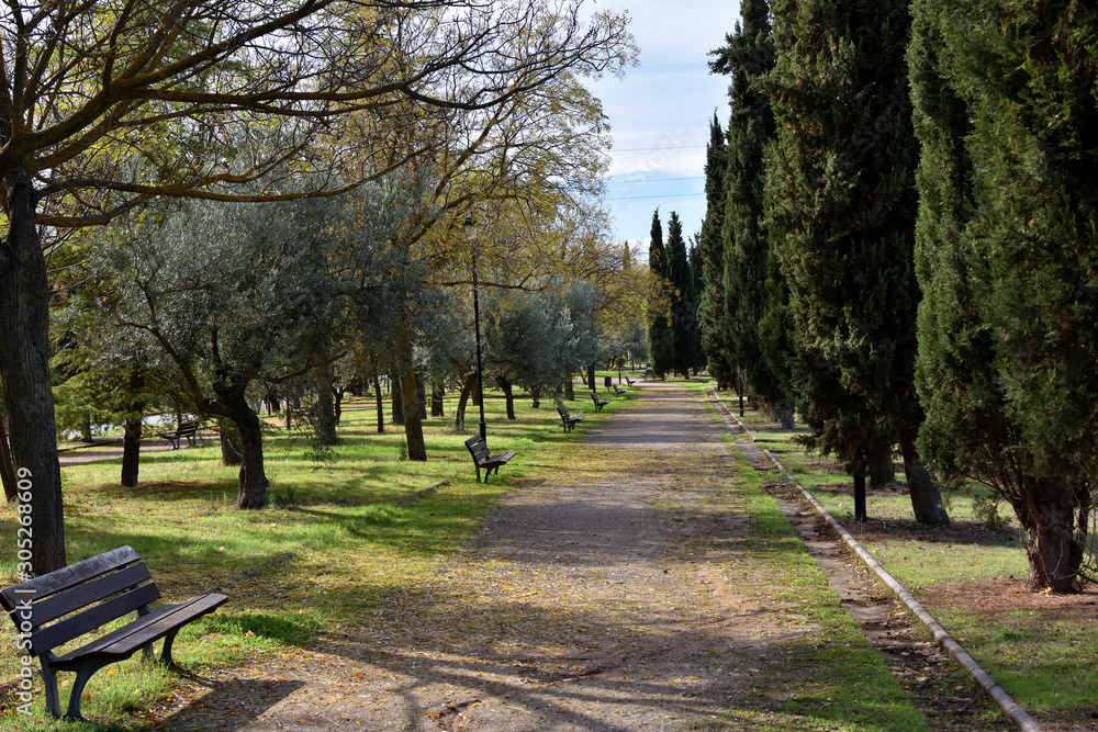 A path in the park with trees, benches and street lamps on an autumn morning