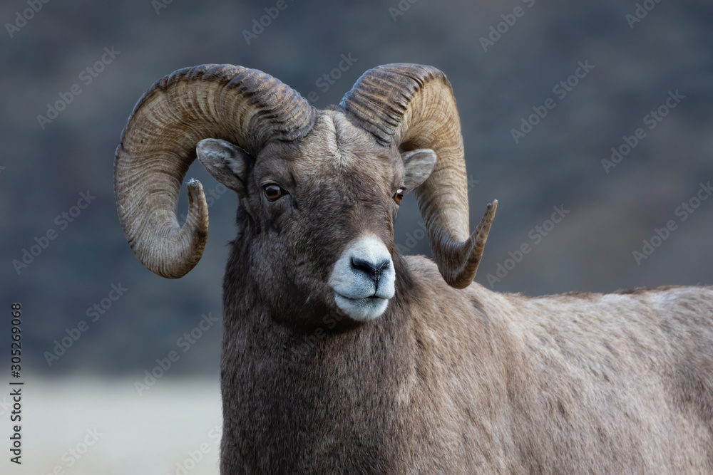 Bighorn Sheep in Gardiner Montana Bighorn Sheep in Gardiner Montana