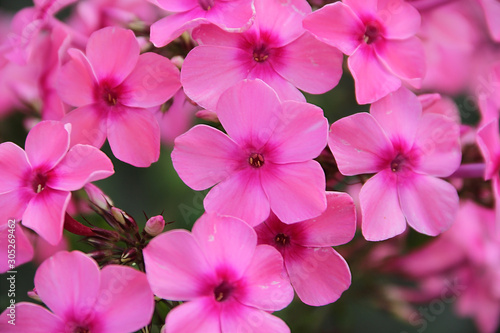 Phlox paniculata in the summer in the village
