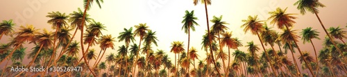 Fototapeta Naklejka Na Ścianę i Meble -  Palm trees at sunset, sunset panorama in palm trees