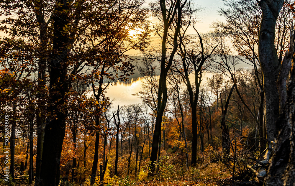 Fototapeta premium Wald mit See