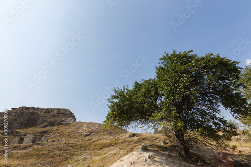 Landscape with lonely tree.