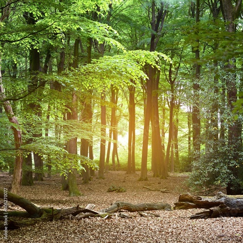 Walkway in a spring forest in the Netherlands photo