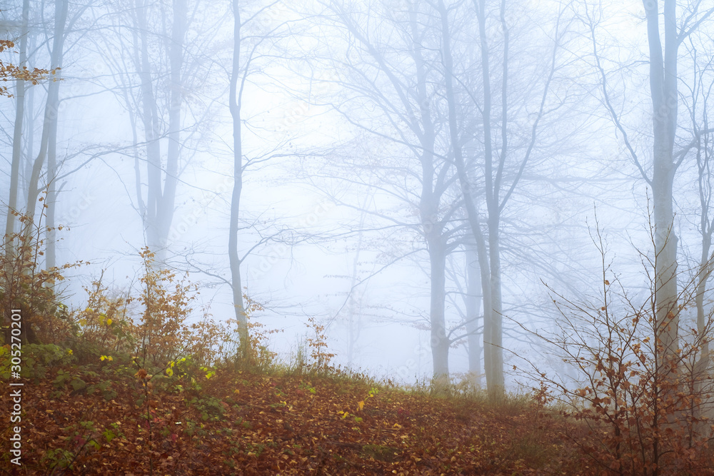 Early morning in the beech forest with fog, Cindrel mountains, Romania Early morning in the beech forest with fog, Cindrel mountains, Romania