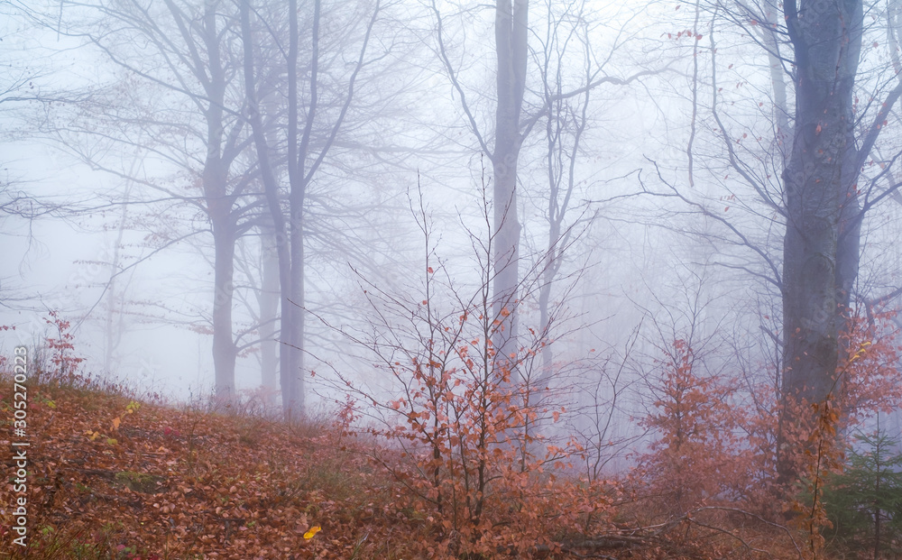 Early morning in the beech forest with fog, Cindrel mountains, Romania Early morning in the beech forest with fog, Cindrel mountains, Romania