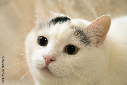 gatto con pupille grandi