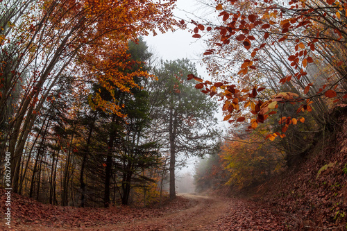 Autumnal road covered by fog, fisheye lens