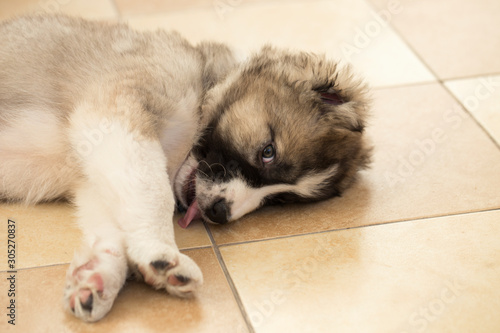 Beautiful happy puppy is lying on the floor