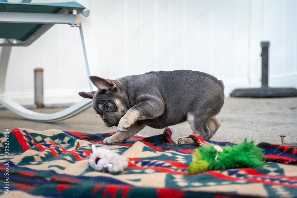 French Bulldog puppies playing outdoors at a home in Southern Oregon