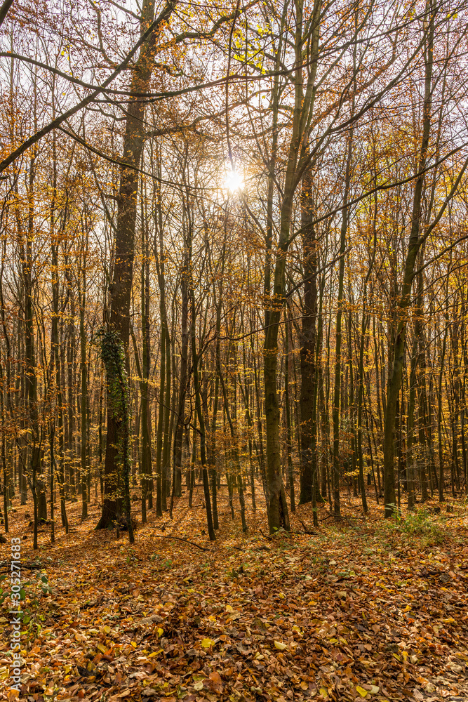 Trees in the autumnal forest . backlit by the sun.