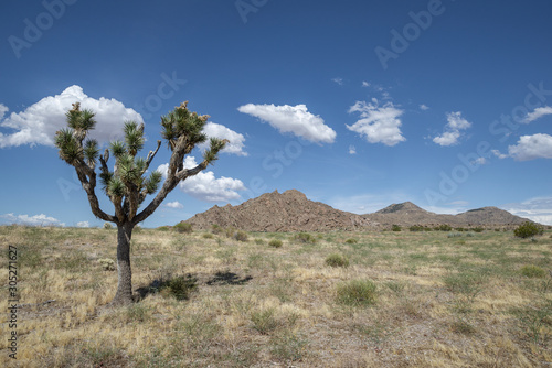 USA, Nevada, Clark County, Gold Butte National Monument: A portion of the Tramp Fire. After 14 years, the areas remains mostly dominated by invasive annual grasses.