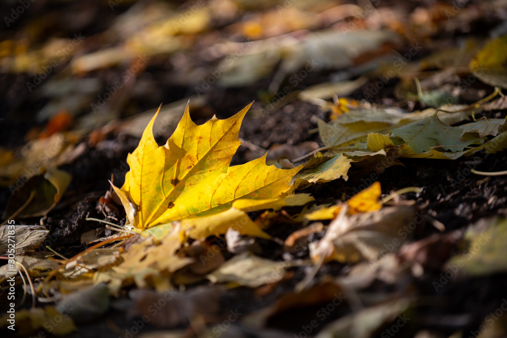 Golden autumn leaves on the ground in the sunshine Golden autumn leaves on the ground in the sunshine