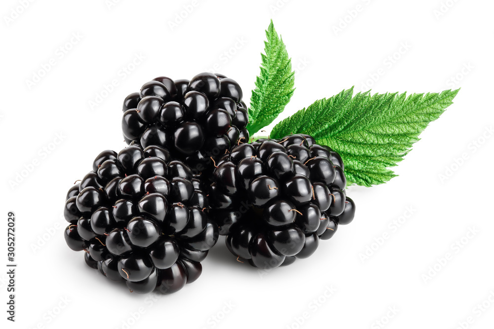 blackberry with leaf isolated on a white background closeup