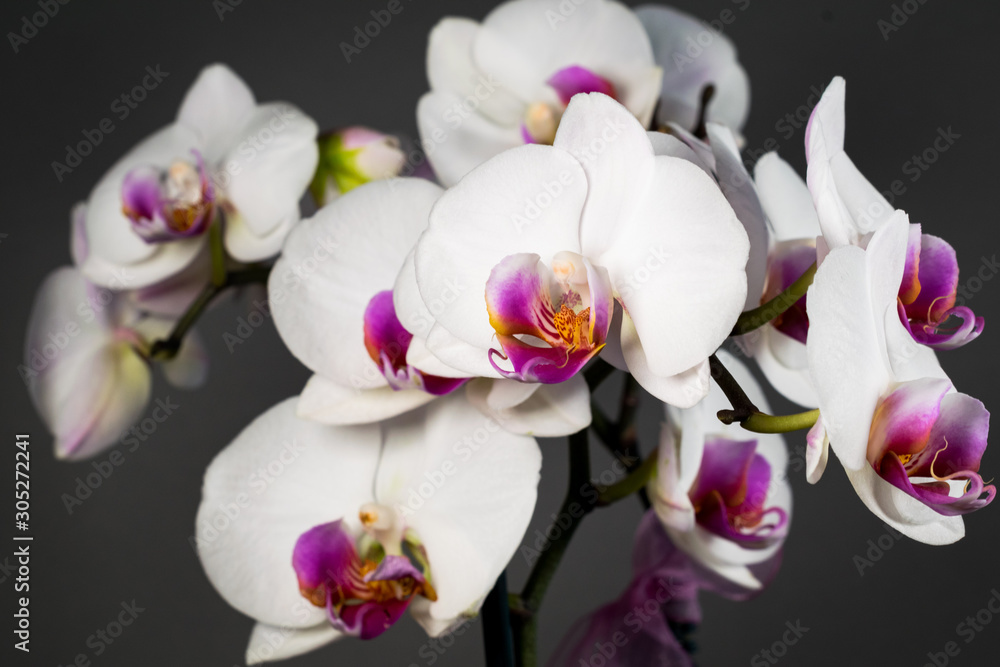 Orchid Orchid