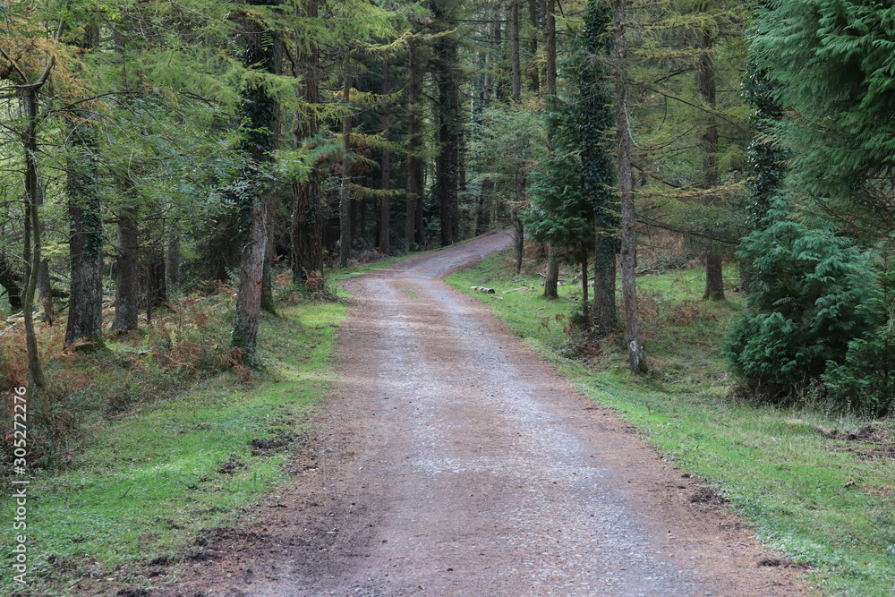 Fototapeta premium Camino solitario al verde bosque de la montaña