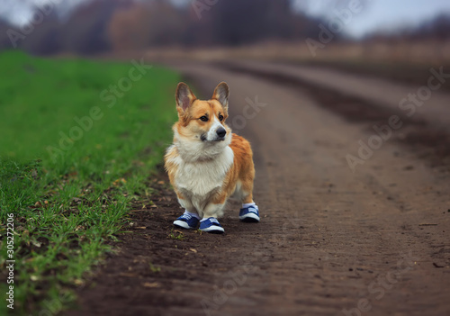 cute puppy red dog Corgi stands on a rural country road in sporty blue sneakers while Jogging