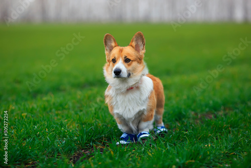 portrait of cute puppy red dog Corgi standing on juicy green grass on lawn in sporty blue sneakers while Jogging