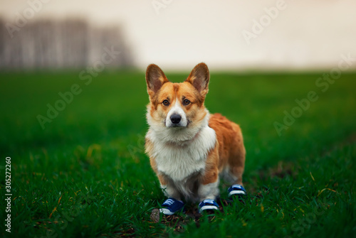 portrait of cute puppy red dog Corgi standing on juicy green grass on lawn in sporty blue sneakers while Jogging